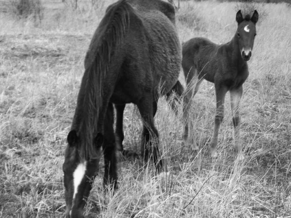 Roaming horses are growing problem – Troublesome Creek Times